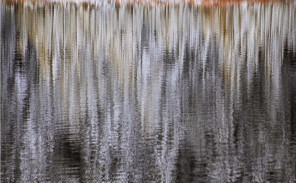 Birch Reflection in Fisher Lake: Sylvania Wilderness