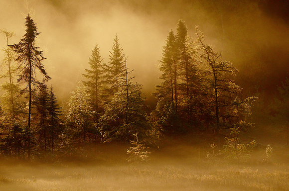 Mist in the Pines