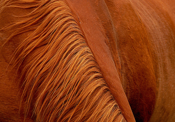 The Landscape of Horses (3)