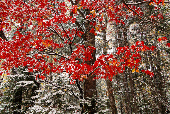 First Snow (Prints from $35 to $110) Click "add to cart" for price list