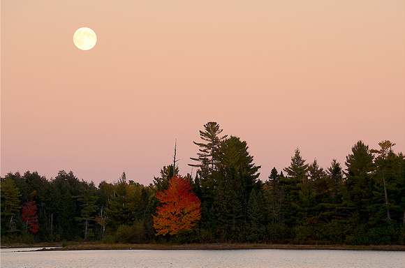 Maple Moonrise: Sylvania Wilderness, MI
