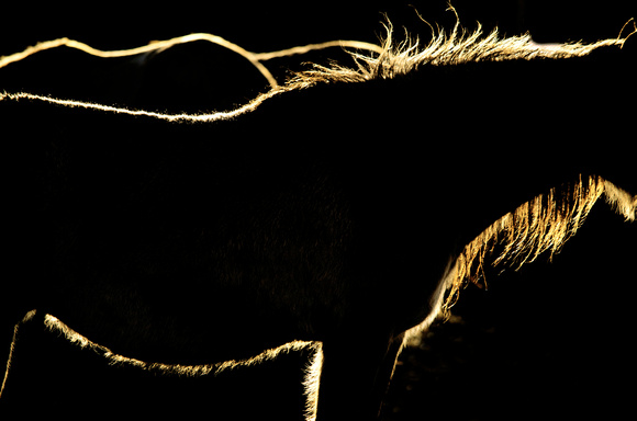 The Landscape of Horses: Last Light