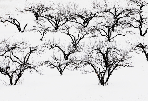 The Calligraphy of Apple Trees in Winter