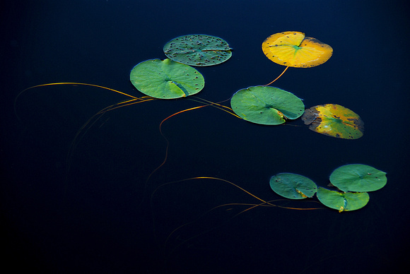 Lily Pad Dance (Prints from $35-110)