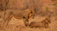 Serengetti Lions (prints $35-110)