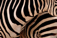 Zebra Patterns (prints $35-110)