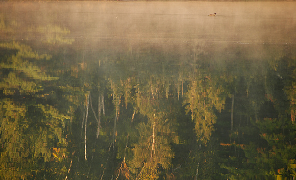 Loon in the Morning Mist (Prints from $35 to $110) Click "add to cart" for price list