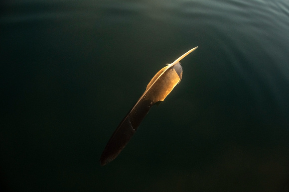Golden: Eagle Feather in Lake Superior